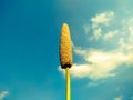 Millet ear on the sky background Royalty Free Stock Photo