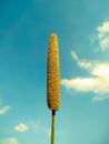 A millet ear on the sky background Royalty Free Stock Photo