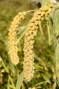 Millet ears Royalty Free Stock Photo