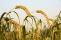 Millet ears Royalty Free Stock Photo