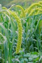 Millet ears Royalty Free Stock Photo