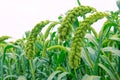 Millet ears Royalty Free Stock Photo