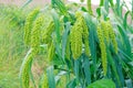 Millet ears Royalty Free Stock Photo