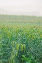 Millet field Royalty Free Stock Photo