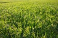 Millet field (sorghum) Royalty Free Stock Photo