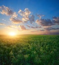 Millet field (sorghum) Royalty Free Stock Photo