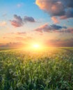 Millet field sorghum Royalty Free Stock Photo