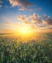 Millet field sorghum Royalty Free Stock Photo