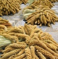 Millet Grain Royalty Free Stock Photo