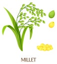 Millet grain. Farm cereal plant. Cartoon crop