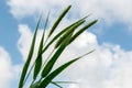 Millet grain unripe on the plant against the sky Royalty Free Stock Photo