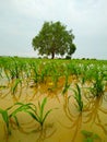 Millet plant field flooded after heavy rain with bodhi tree Royalty Free Stock Photo