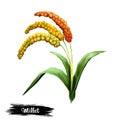 Millet plant isolated on white background digital art illustration. Herb with seeds and green leaves, natural corn, vegan agronomy