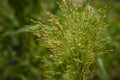 millet plant Panicum miliaceum. seed growth in the fields Proso blurry yellow green color background