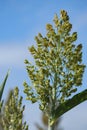 Millet plantations in the field. Close up field of Sorghum or Millet. Royalty Free Stock Photo