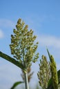 Millet plantations in the field. Close up field of Sorghum or Millet. Royalty Free Stock Photo