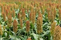 Millet or Sorghum Cereal Field Royalty Free Stock Photo