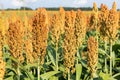 Millet or Sorghum Cereal Field