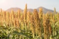 Millet or Sorghum in field of feed for livestock Royalty Free Stock Photo