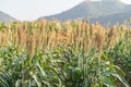 Millet or Sorghum in field of feed for livestock Royalty Free Stock Photo