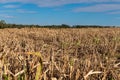 Millet or Sorghum Field After Harvest Royalty Free Stock Photo