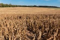 Millet or Sorghum Field After Harvest Royalty Free Stock Photo