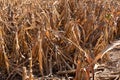 Millet or Sorghum Field After Harvest Royalty Free Stock Photo
