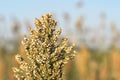 Close up Millet or Sorghum in field of feed for livestock Royalty Free Stock Photo