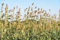 Millet or Sorghum in field of feed for livestock Royalty Free Stock Photo