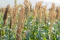 Millet or Sorghum in field of feed for livestock Royalty Free Stock Photo