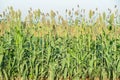 Millet or Sorghum plantations in the field Royalty Free Stock Photo