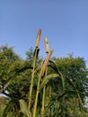 Millet heads on a sky background Royalty Free Stock Photo