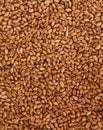 Millet wheat Royalty Free Stock Photo