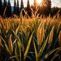 Millet, whole stalks, raw grain plant crop in farm field