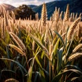 Millet, whole stalks, raw grain plant crop in farm field