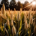 Millet, whole stalks, raw grain plant crop in farm field