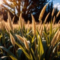 Millet, whole stalks, raw grain plant crop in farm field