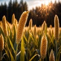 Millet, whole stalks, raw grain plant crop in farm field