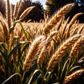 Millet, whole stalks, raw grain plant crop in farm field