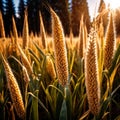 Millet, whole stalks, raw grain plant crop in farm field