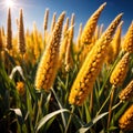 Millet, whole stalks, raw grain plant crop in farm field