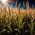 Millet, whole stalks, raw grain plant crop in farm field