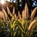 Millet, whole stalks, raw grain plant crop in farm field