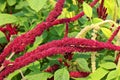 Millets are a group of highly variable small-seeded grasses,