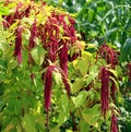 Millets are a group of highly variable small-seeded grasses