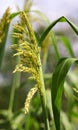 Millets are a group of highly variable small-seeded grasses
