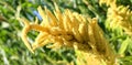 Millets are a group of highly variable small-seeded grasses,