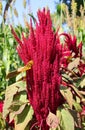 Millets are a group of highly variable small-seeded grasses,