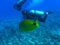 Milletseed Butterflyfish Royalty Free Stock Photo