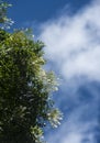 Millingtonia hortensis flower with blue sky Royalty Free Stock Photo